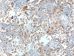 GPRC5A/RAI3 Rabbit anti-Human, Polyclonal, Proteintech:Antibodies:Primary