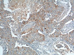 GPRC5A/RAI3 Rabbit anti-Human, Polyclonal, Proteintech:Antibodies:Primary
