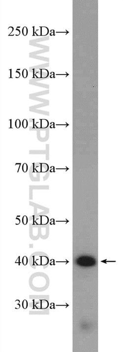 GPRC5A/RAI3 Rabbit anti-Human, Polyclonal, Proteintech:Antibodies:Primary