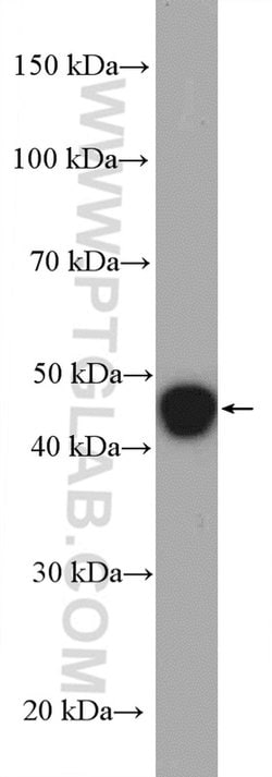 GPRC5A/RAI3 Rabbit anti-Human, Polyclonal, Proteintech:Antibodies:Primary