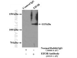EIF3B Rabbit anti-Human, Mouse, Rat, Polyclonal, Proteintech 150 &mu;L;