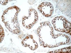 PPP2R4 Rabbit anti-Human, Mouse, Rat, Polyclonal, Proteintech 150 &mu;L;