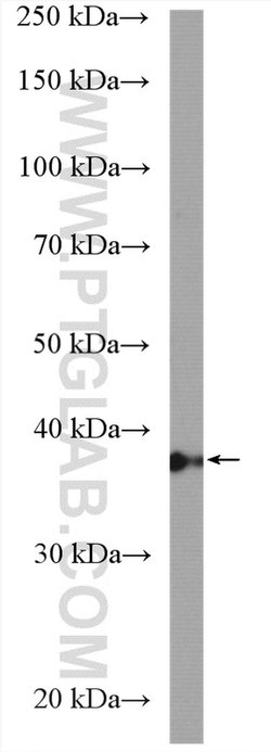 PPP2R4 Rabbit anti-Human, Mouse, Rat, Polyclonal, Proteintech 150 &mu;L;