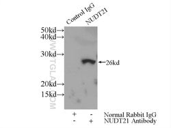 NUDT21 Rabbit anti-Human, Mouse, Rat, Polyclonal, Proteintech 20 &mu;L | Buy Online | Proteintech | Fisher Scientific