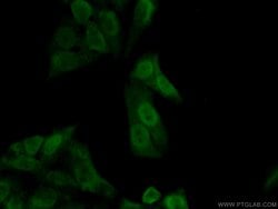 APEX1 Rabbit anti-Human, Mouse, Rat, Polyclonal, Proteintech:Antibodies:Primary