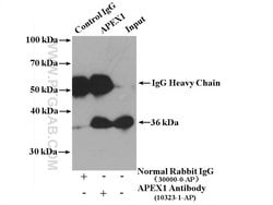 APEX1 Rabbit anti-Human, Mouse, Rat, Polyclonal, Proteintech:Antibodies:Primary