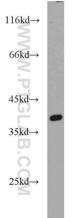 APEX1 Rabbit anti-Human, Mouse, Rat, Polyclonal, Proteintech:Antibodies:Primary
