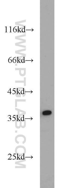 APEX1 Rabbit anti-Human, Mouse, Rat, Polyclonal, Proteintech:Antibodies:Primary