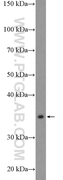 APEX1 Rabbit anti-Human, Mouse, Rat, Polyclonal, Proteintech:Antibodies:Primary