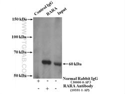 RARA Rabbit anti-Human, Mouse, Rat, Polyclonal, Proteintech 150 &mu;L;