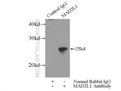 MAD2L1 Rabbit anti-Human, Mouse, Rat, Polyclonal, Proteintech 150 &mu;L;