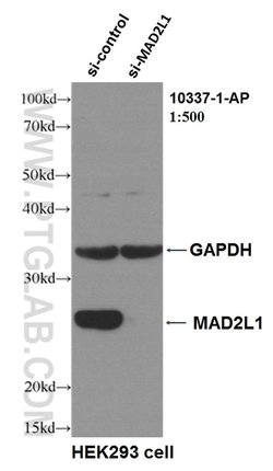 MAD2L1 Rabbit anti-Human, Mouse, Rat, Polyclonal, Proteintech 150 &mu;L;
