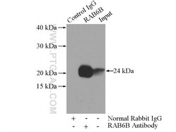RAB6B Rabbit anti-Human, Mouse, Rat, Polyclonal, Proteintech:Antibodies:Primary