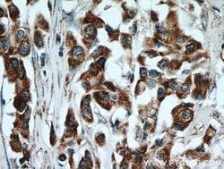 STOML2 Rabbit anti-Human, Mouse, Rat, Polyclonal, Proteintech:Antibodies:Primary