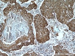 STOML2 Rabbit anti-Human, Mouse, Rat, Polyclonal, Proteintech:Antibodies:Primary