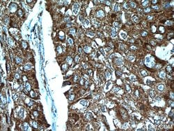 STOML2 Rabbit anti-Human, Mouse, Rat, Polyclonal, Proteintech:Antibodies:Primary