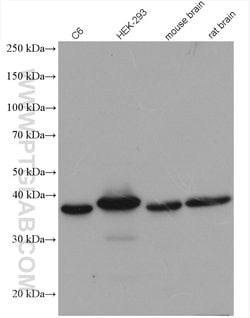STOML2 Rabbit anti-Human, Mouse, Rat, Polyclonal, Proteintech:Antibodies:Primary