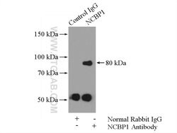 NCBP1 Rabbit anti-Human, Mouse, Polyclonal, Proteintech 20 &mu;L; Unconjugated:Antibodies,