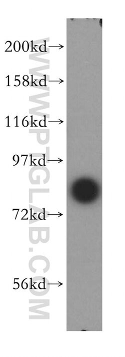 NCBP1 Rabbit anti-Human, Mouse, Polyclonal, Proteintech 20 &mu;L; Unconjugated:Antibodies,