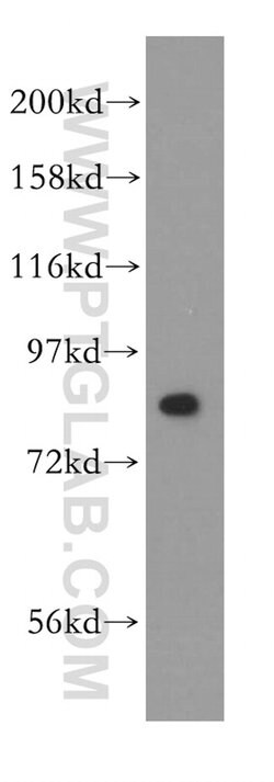 NCBP1 Rabbit anti-Human, Mouse, Polyclonal, Proteintech 20 &mu;L; Unconjugated:Antibodies,