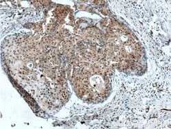 P21 Rabbit anti-Human, Polyclonal, Proteintech:Antibodies:Primary Antibodies