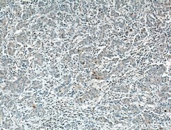 P21 Rabbit anti-Human, Polyclonal, Proteintech:Antibodies:Primary Antibodies
