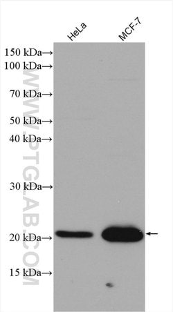 P21 Rabbit anti-Human, Polyclonal, Proteintech:Antibodies:Primary Antibodies
