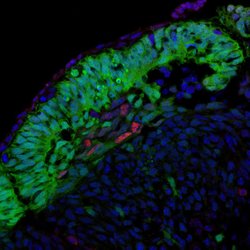 P21 Rabbit anti-Human, Polyclonal, Proteintech:Antibodies:Primary Antibodies