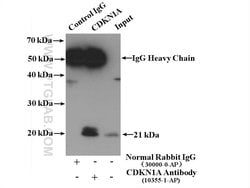 P21 Rabbit anti-Human, Polyclonal, Proteintech:Antibodies:Primary Antibodies