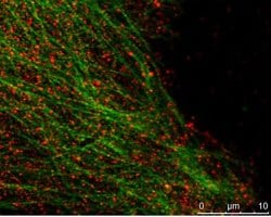 Proteintech MAPRE2 Rabbit anti-Human, Mouse, Rat, Polyclonal, Proteintech