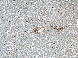 Vimentin Rabbit anti-Human, Mouse, Rat, Polyclonal, Proteintech:Antikörper:Primärantikörper