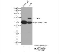 MMP2 Rabbit anti-Human, Mouse, Rat, Zebrafish, Polyclonal, Proteintech:Antikörper:Primärantikörper