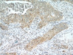 MMP9 (N-terminal) Rabbit anti-Human, Mouse, Rat, Zebrafish, Polyclonal,