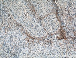 MMP9 (N-terminal) Rabbit anti-Human, Mouse, Rat, Zebrafish, Polyclonal,