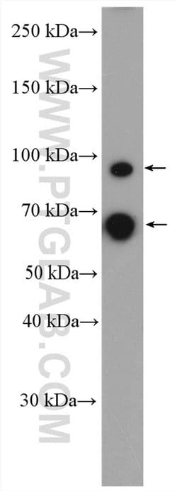 MMP9 (N-terminal) Rabbit anti-Human, Mouse, Rat, Zebrafish, Polyclonal,