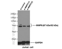MMP9 (N-terminal) Rabbit anti-Human, Mouse, Rat, Zebrafish, Polyclonal,