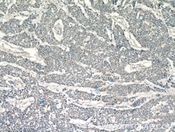 LPO Rabbit anti-Human, Mouse, Polyclonal, Proteintech 150 &mu;L; Unconjugated:Antibodies,