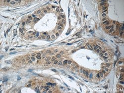 LPO Rabbit anti-Human, Mouse, Polyclonal, Proteintech 150 &mu;L; Unconjugated:Antibodies,