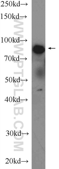 LPO Rabbit anti-Human, Mouse, Polyclonal, Proteintech 150 &mu;L; Unconjugated:Antibodies,