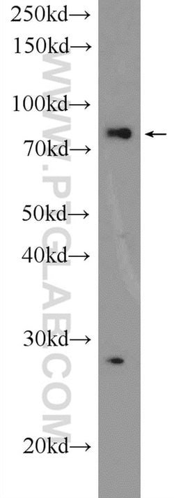 LPO Rabbit anti-Human, Mouse, Polyclonal, Proteintech 150 &mu;L; Unconjugated:Antibodies,
