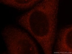Caspase 9/p35/p10 Rabbit anti-Human, Mouse, Rat, Polyclonal, Proteintech:Antibodies:Primary