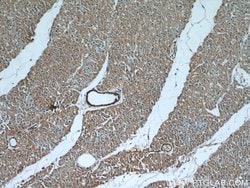 Caspase 9/p35/p10 Rabbit anti-Human, Mouse, Rat, Polyclonal, Proteintech:Antibodies:Primary