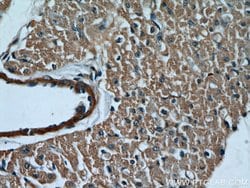 Caspase 9/p35/p10 Rabbit anti-Human, Mouse, Rat, Polyclonal, Proteintech:Antibodies:Primary
