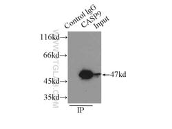 Caspase 9/p35/p10 Rabbit anti-Human, Mouse, Rat, Polyclonal, Proteintech:Antibodies:Primary