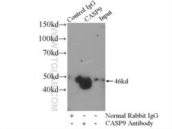 Caspase 9/p35/p10 Rabbit anti-Human, Mouse, Rat, Polyclonal, Proteintech:Antibodies:Primary