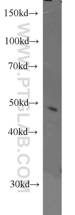Caspase 9/p35/p10 Rabbit anti-Human, Mouse, Rat, Polyclonal, Proteintech:Antibodies:Primary