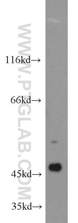 Caspase 9/p35/p10 Rabbit anti-Human, Mouse, Rat, Polyclonal, Proteintech:Antibodies:Primary