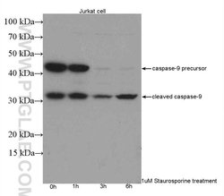 Caspase 9/p35/p10 Rabbit anti-Human, Mouse, Rat, Polyclonal, Proteintech:Antibodies:Primary