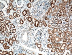 TTK Rabbit anti-Human, Polyclonal, Proteintech 150 &mu;L; Unconjugated:Antibodies,