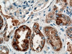 TTK Rabbit anti-Human, Polyclonal, Proteintech 150 &mu;L; Unconjugated:Antibodies,